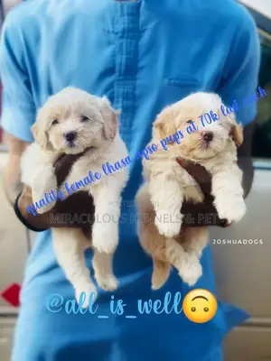 1-3 months Male Purebred Lhasa Apso