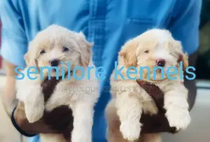 1-3 months Female Purebred Lhasa Apso