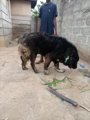 1+ year Male Purebred Caucasian Shepherd