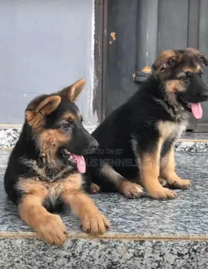 1-3 months Female Purebred German Shepherd