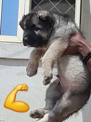 1-3 months Male Purebred Caucasian Shepherd
