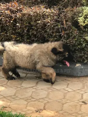 1-3 months Female Purebred Caucasian Shepherd