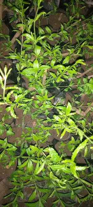 Pomegranate Seedlings