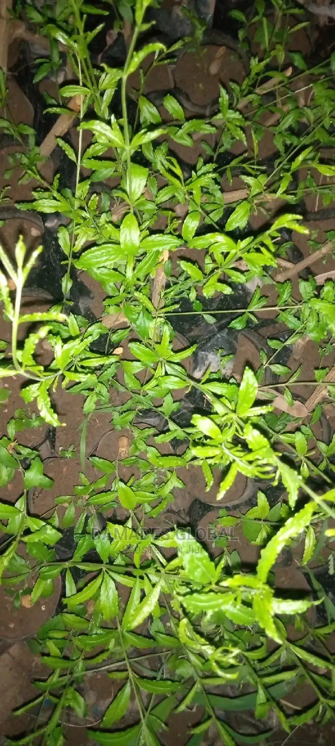 Pomegranate Seedlings