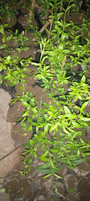 Pomegranate Seedlings