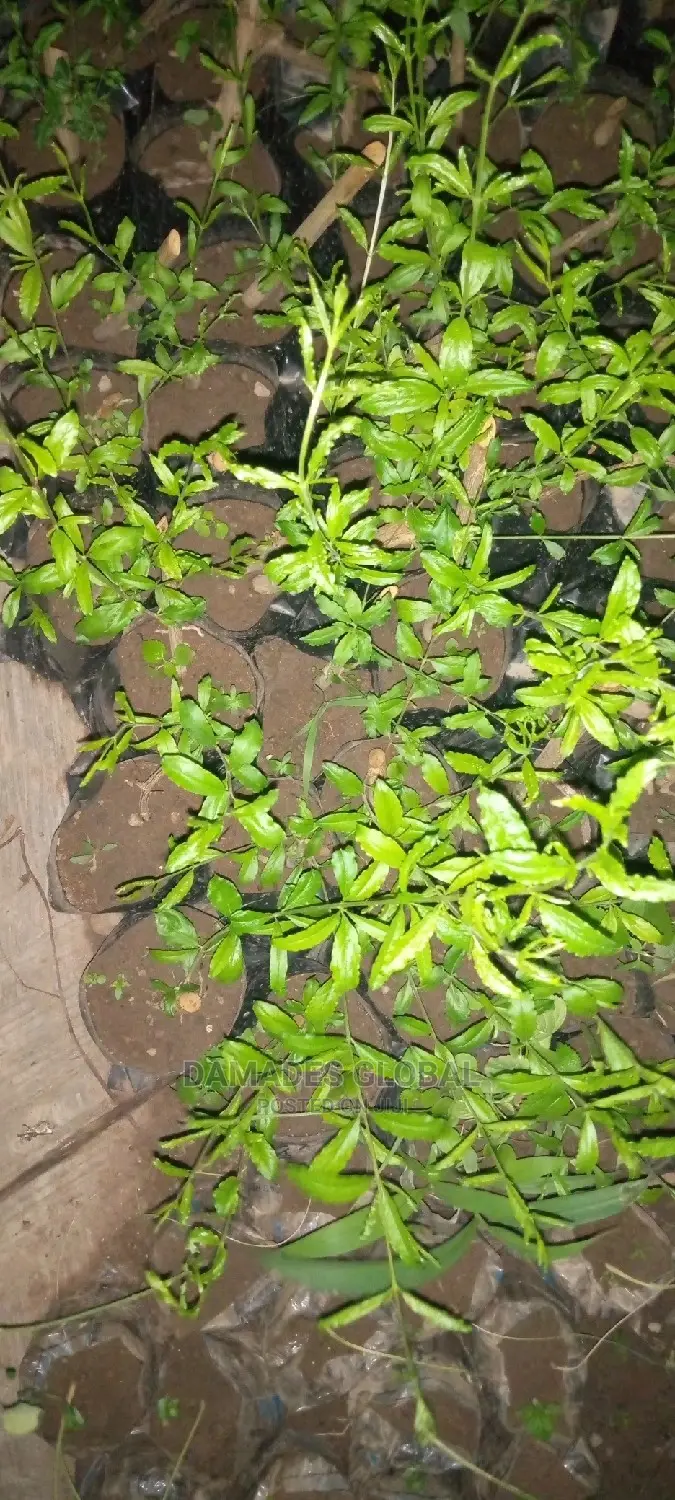 Pomegranate Seedlings