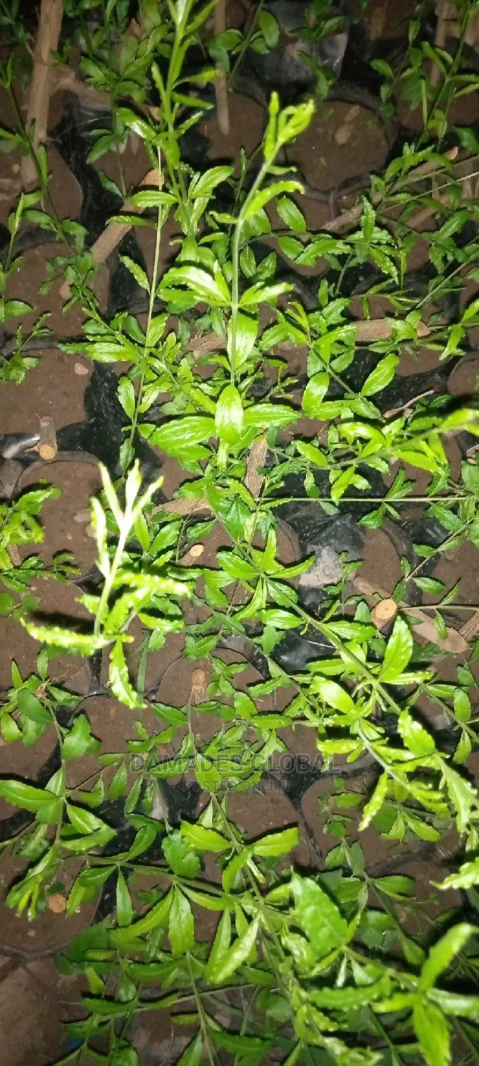 Pomegranate Seedlings