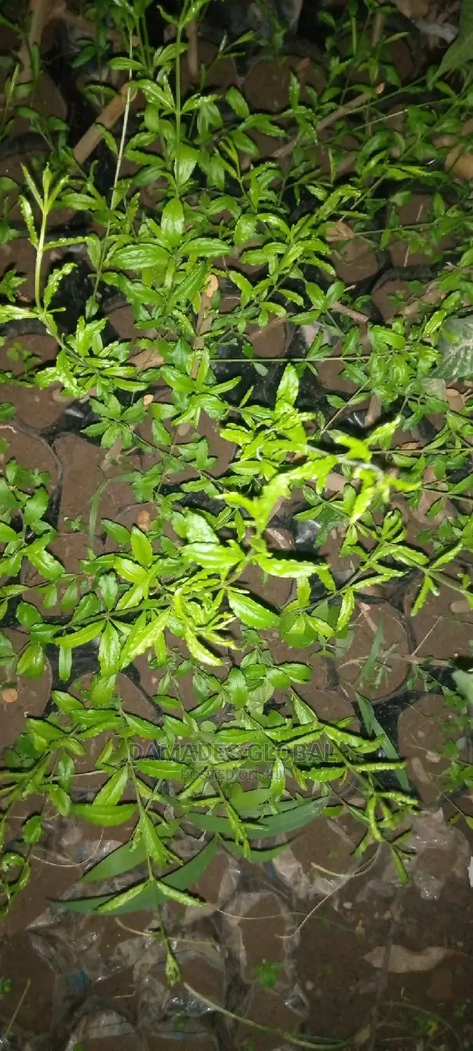 Pomegranate Seedlings