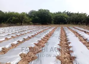 Mulch Film