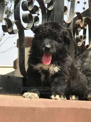 1-3 months Female Purebred Caucasian Shepherd