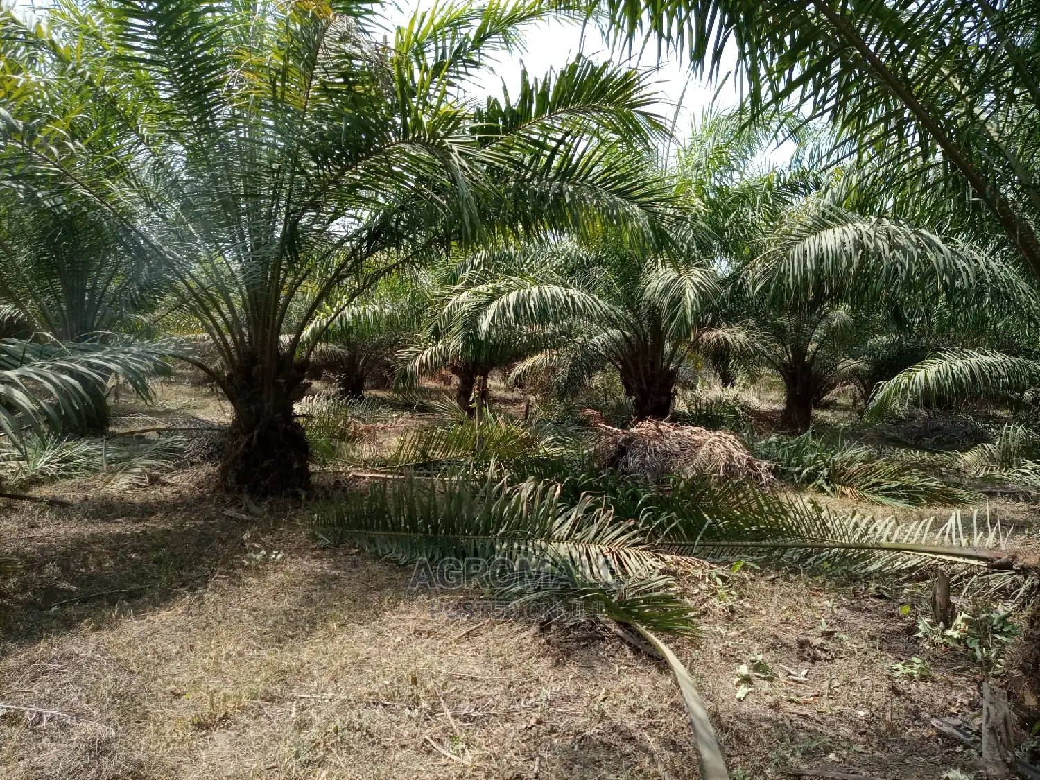 Supergene Oil Palm Seedling