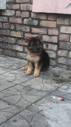 1-3 months Female Purebred German Shepherd