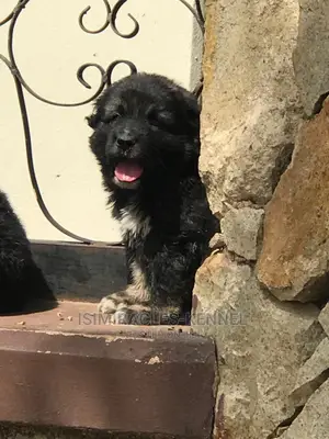1-3 months Female Purebred Caucasian Shepherd