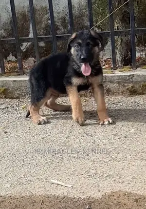 1-3 months Female Purebred German Shepherd