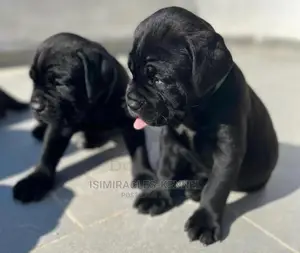 1-3 months Female Purebred Cane Corso