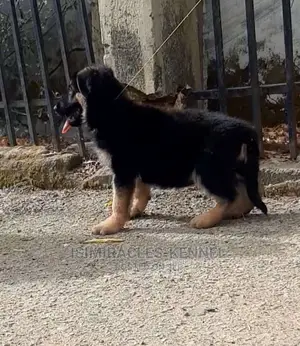 1-3 months Female Purebred German Shepherd