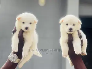 1-3 months Female Purebred American Eskimo