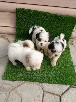 1-3 months Female Purebred Lhasa Apso