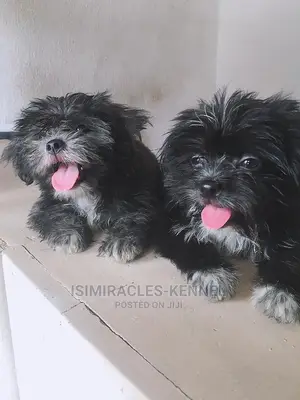 1-3 months Female Purebred Lhasa Apso