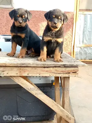 1-3 months Female Purebred Rottweiler