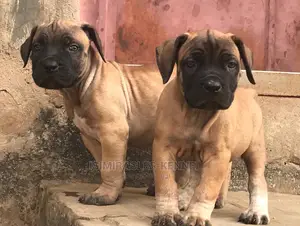 1-3 Months Female Purebred Boerboel