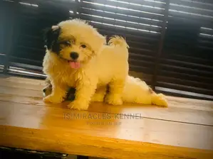 1-3 months Female Purebred Lhasa Apso