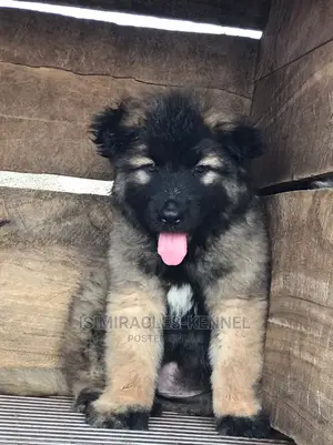 1-3 months Male Purebred Caucasian Shepherd