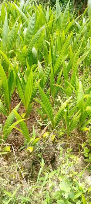 Coconut Seedlings (Dwarf and Hybrid)