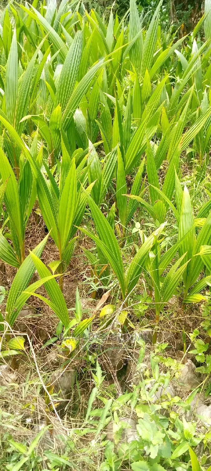 Coconut Seedlings (Dwarf and Hybrid)
