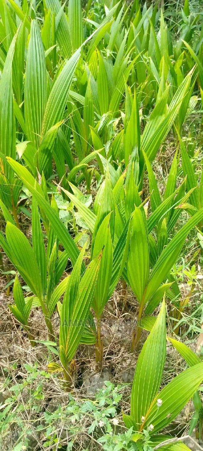 Coconut Seedlings (Dwarf and Hybrid)