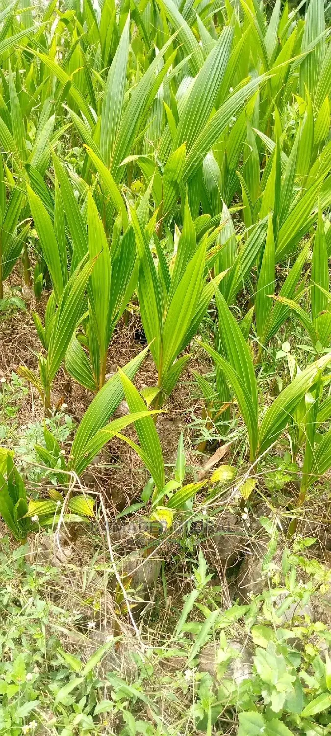 Coconut Seedlings (Dwarf and Hybrid)