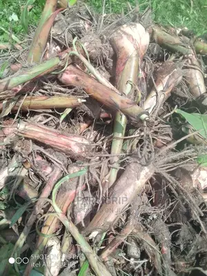 Hybrid Plantain Suckers