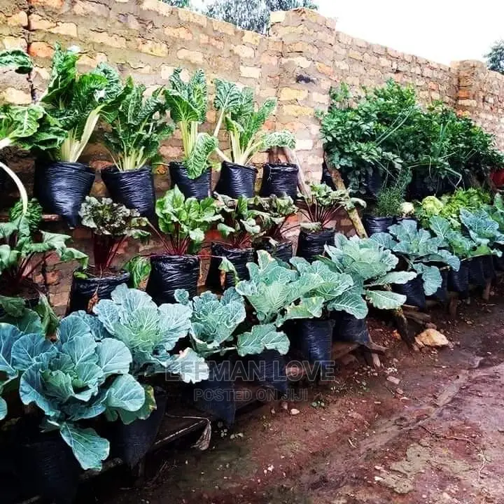 Dwarfs Seedlings
