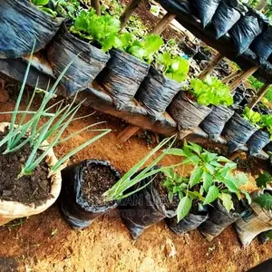 Dwarfs Seedlings