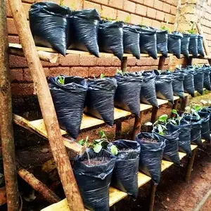 Dwarfs Seedlings