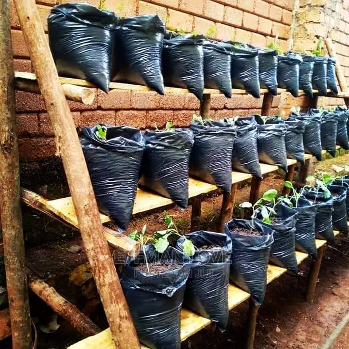 Dwarfs Seedlings