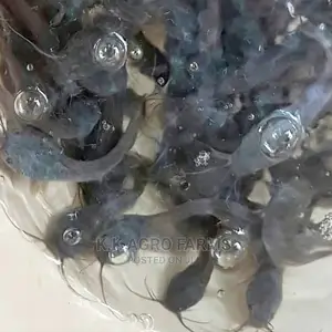 Catfish Fingerlings,Postfingerlings,Juvenile,Jumbo Available