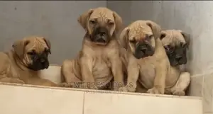 1-3 months Female Purebred Bullmastiff