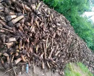 Plantain Suckers - Hybrid Giant Elephant Rapid Growth