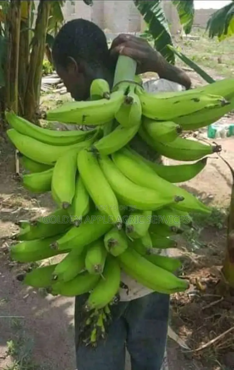 Plantain Suckers - Hybrid Giant Elephant Rapid Growth