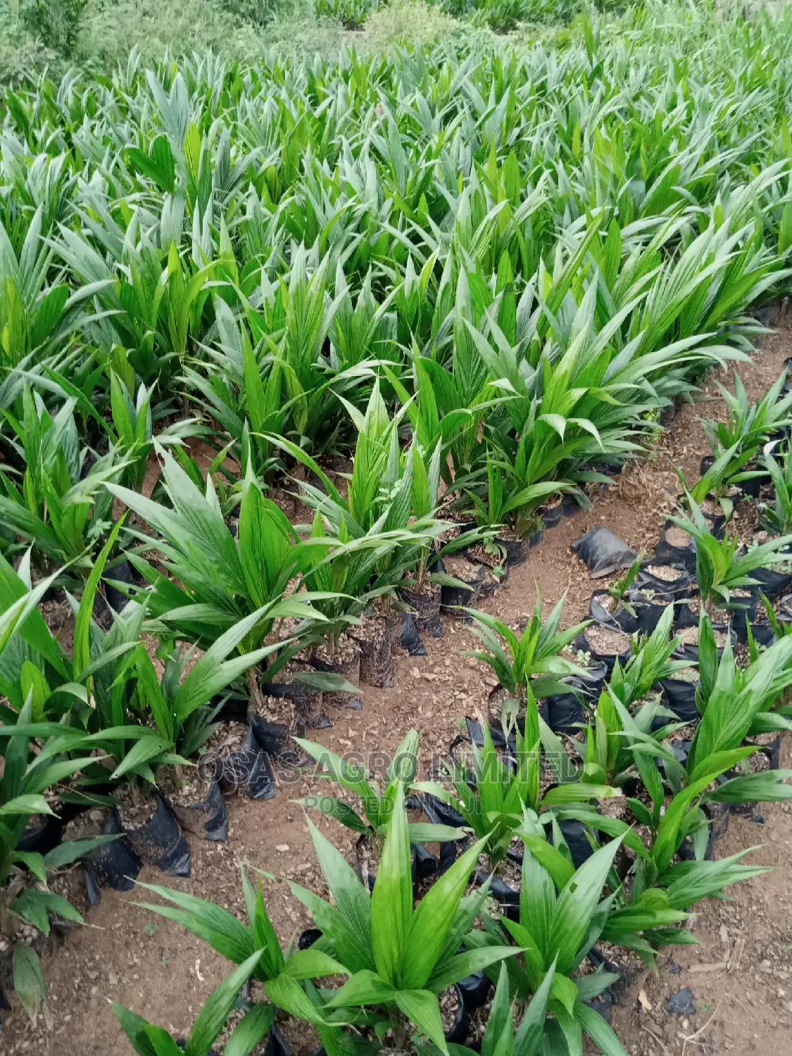 Choice Super Gene Products