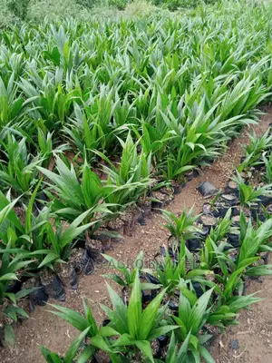 Choice Super Gene Products