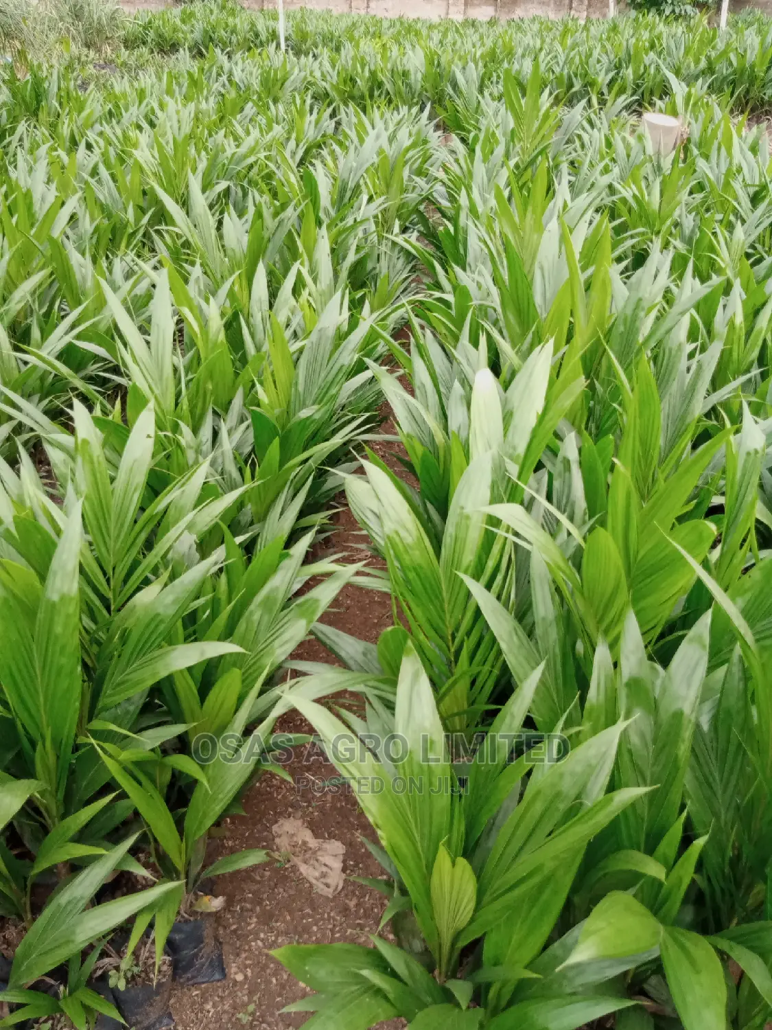 Choice Super Gene Products