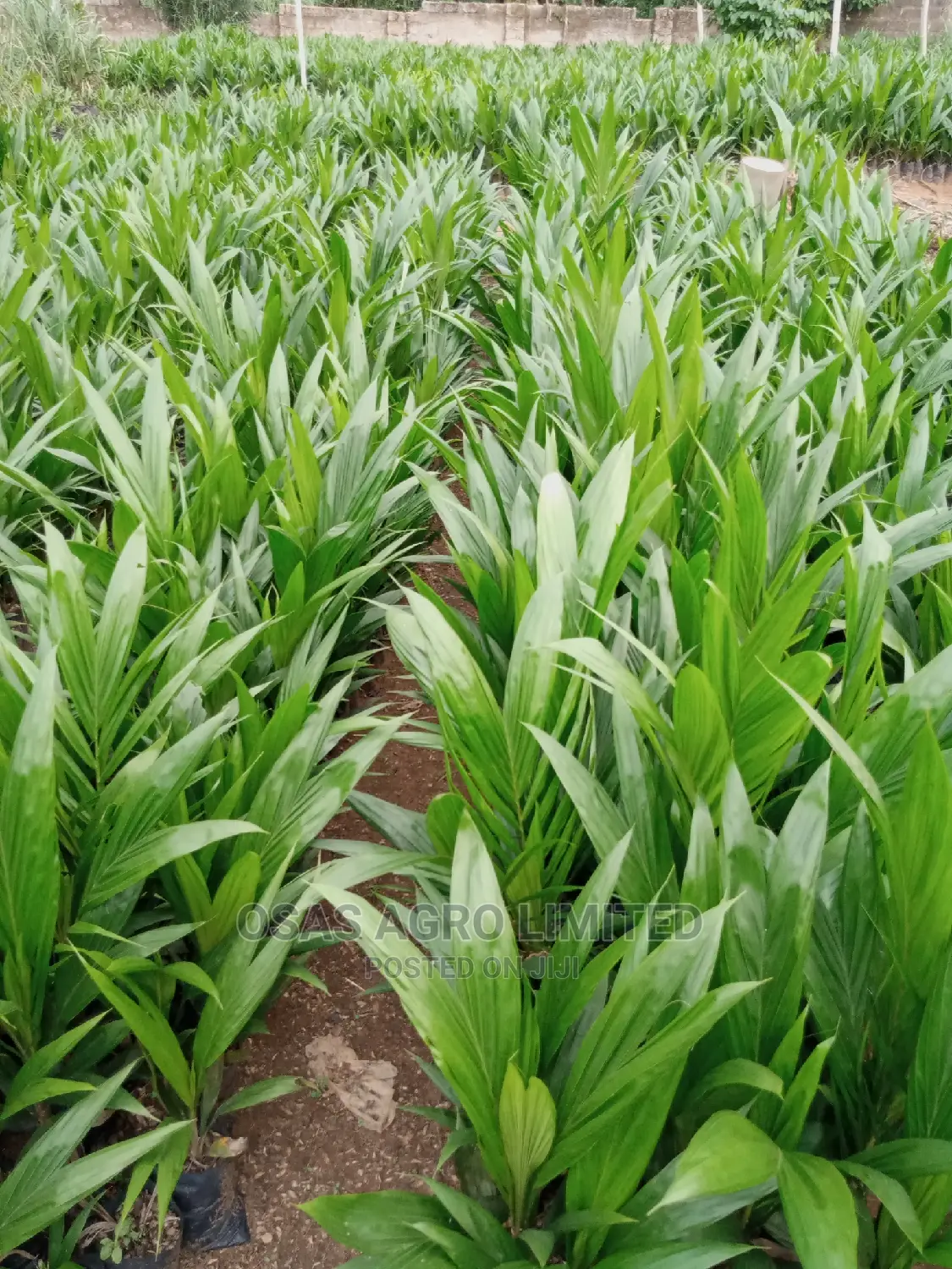 Choice Super Gene Products