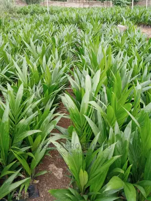 Choice Super Gene Products