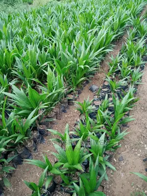 Choice Super Gene Products