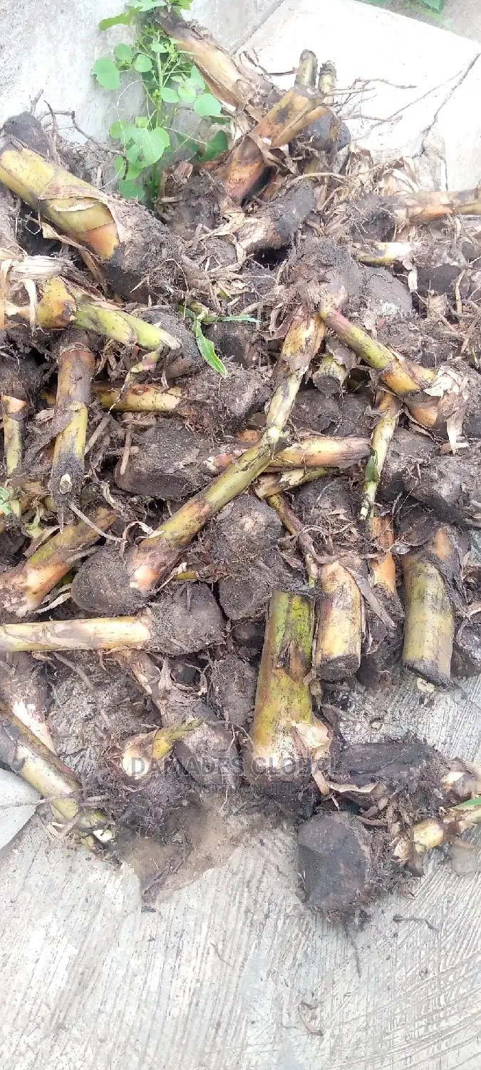 Giant Elephant Plantain Sucker(Treated)