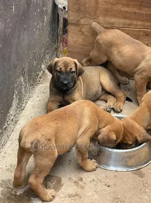 1-3 months Female Purebred Boerboel