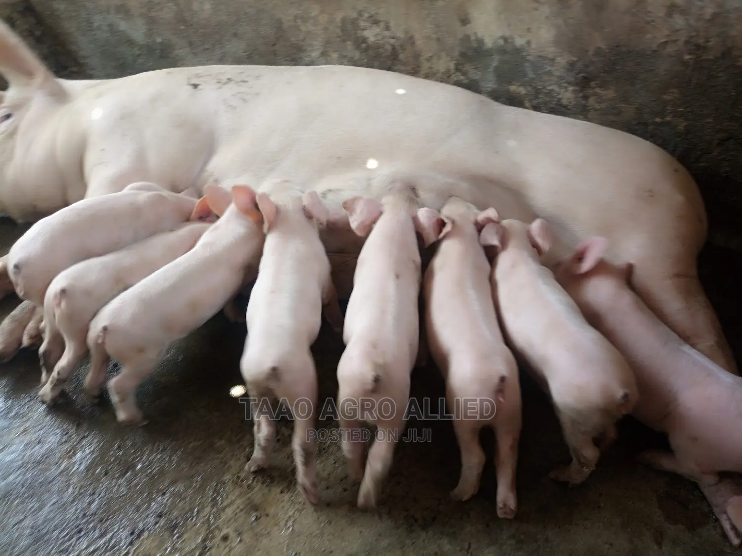 Exotic Weaners in Ede Osun