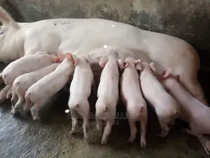Exotic Weaners in Ede Osun